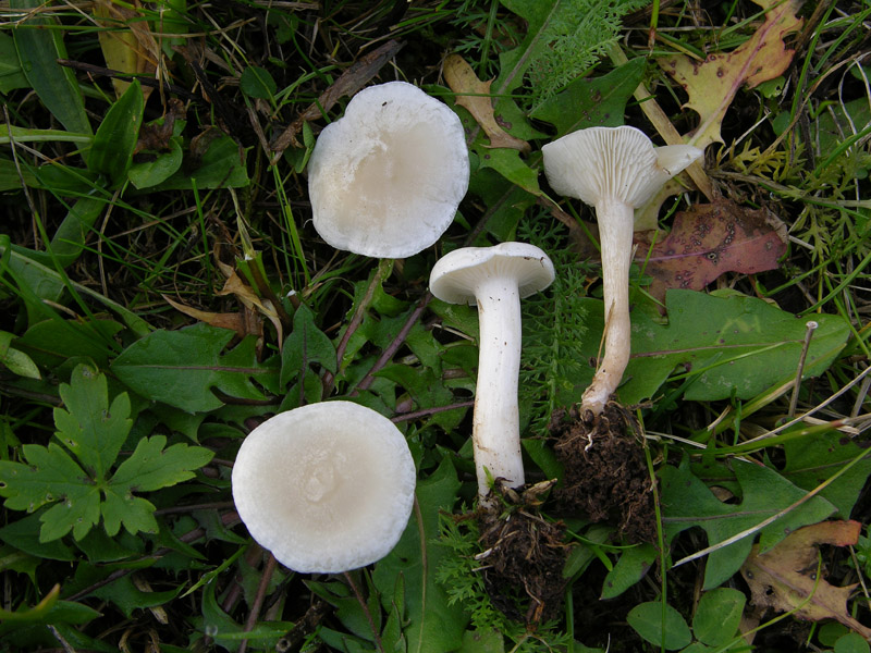 Funghi di sabato 08 novembre.